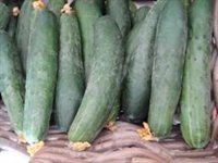 Picture of Ridge Cucumber