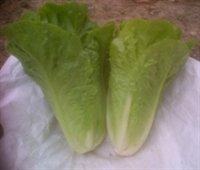 Picture of Cos Lettuce