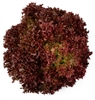 Picture of Large Red Batavia Lettuce