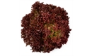 Picture of Large Red Batavia Lettuce