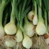 Picture of Roy's Green Onions
