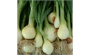 Picture of Roy's Green Onions