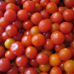 Picture of Round Salad Tomatoes