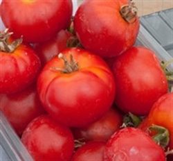 Picture of Shirley Tomatoes