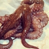 Picture of Octopus, prepared