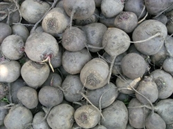 Picture of Large Juicing Beetroot