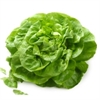 Picture of Green Lettuce