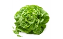 Picture of Green Lettuce