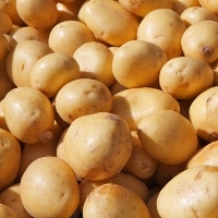 Picture of Charlotte Salad Potatoes