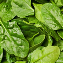 Picture of Overwintered Spinach