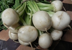 Picture of White Radishes, Bunched