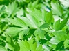 Picture of Lovage Leaves