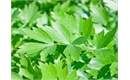 Picture of Lovage Leaves