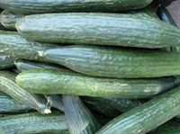 Picture of Mini Cucumber