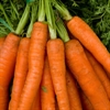 Picture of Carrots, bunched