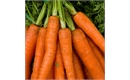 Picture of Carrots, bunched