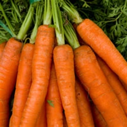 Picture of Carrots, bunched