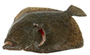 Picture of Whole Turbot