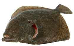Picture of Whole Turbot
