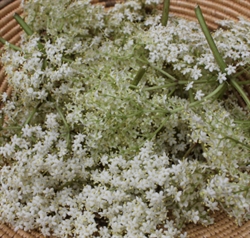 Picture of Fresh Elderflower