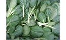 Picture of Tat Soi Leaves