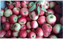 Picture of Discovery Apples