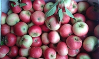 Picture of Discovery Apples