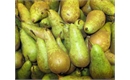 Picture of Kentish Conference Pears