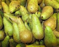 Picture of Kentish Conference Pears