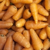 Picture of Chantenay Carrots
