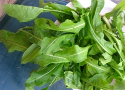 Picture of Chicory Leaves (60g)