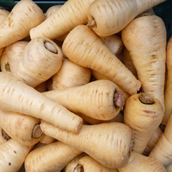 Picture of Parsnips