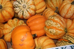 Picture of Lightning Squash