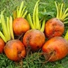 Picture of Golden Beetroot, Loose