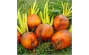 Picture of Golden Beetroot, Loose