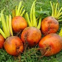Picture of Golden Beetroot, Loose
