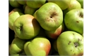 Picture of Bramley Apples