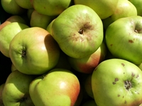 Picture of Bramley Apples