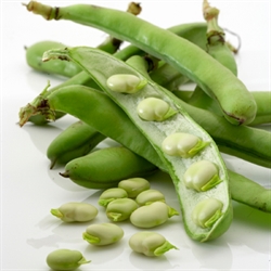 Picture of Broad Beans