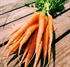 Baby Carrots, bunched (apx 14 head)