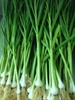 Picture of Wet Garlic Stem & Bulb