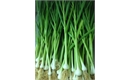 Picture of Wet Garlic Stem & Bulb