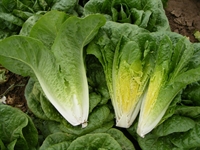 Picture of Cos Lettuce