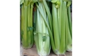 Picture of Trimmed Celery Head, Class 1.
