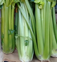 Picture of Trimmed Celery Head, Class 1.