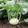Picture of White Kohlrab