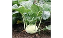 Picture of White Kohlrab