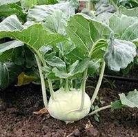 Picture of White Kohlrab