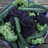 Picture of Mixed Autumn Kale