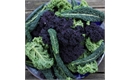 Picture of Mixed Autumn Kale